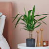 Yucca Plant & Pot