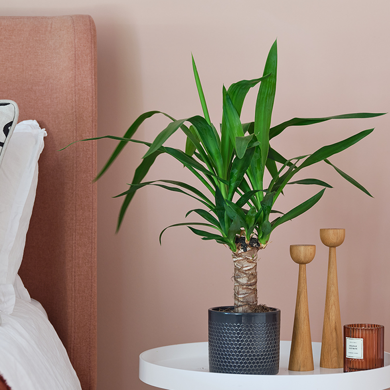 Yucca Plant & Pot