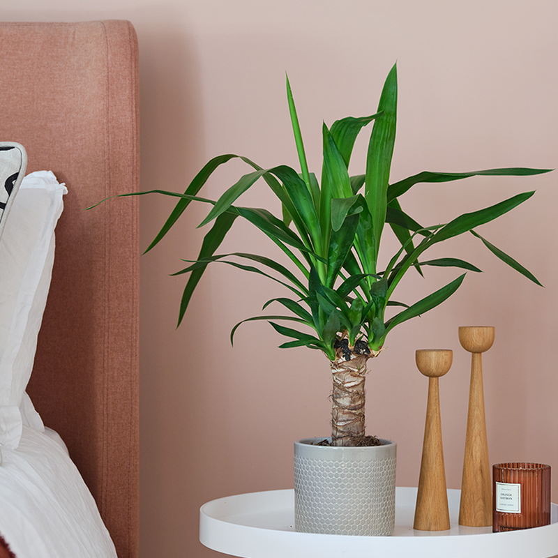 Yucca Plant & Pot