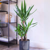Yucca Plant
