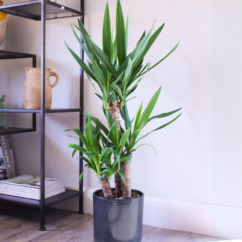 Yucca Plant
