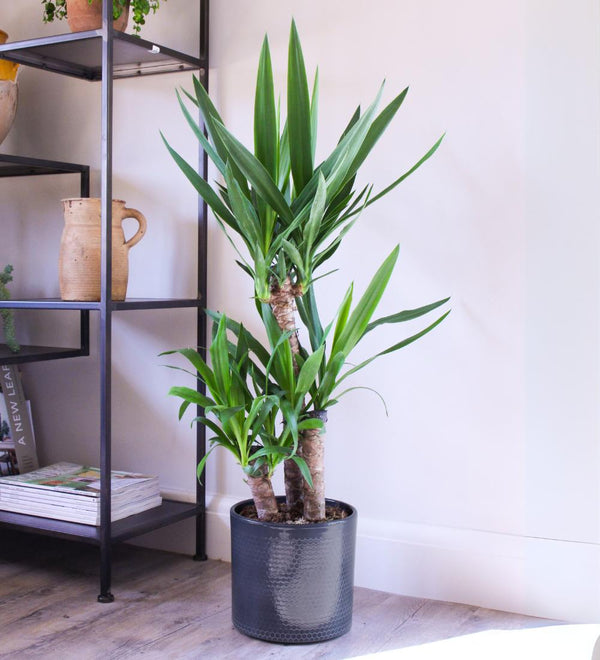 Yucca Plant