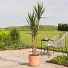 Artificial Yucca Plant (UV protected)