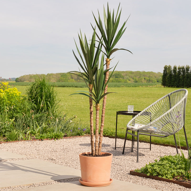 Artificial Yucca Plant (UV protected)
