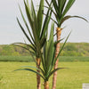 Artificial Yucca Plant (UV protected)