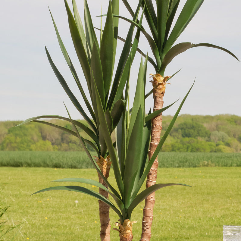 Artificial Yucca Plant (UV protected)