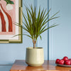 Dracaena Marginata & Pot