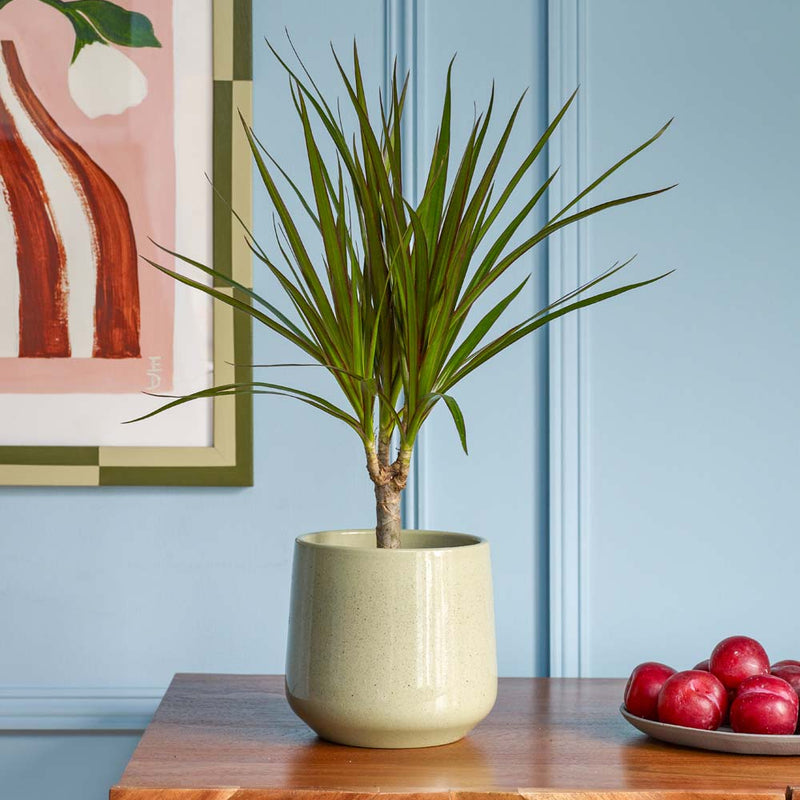 Dracaena Marginata & Pot