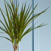 Dracaena Marginata & Pot