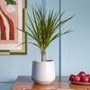 Dracaena Marginata & Pot