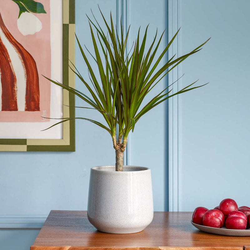 Dracaena Marginata & Pot