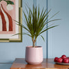 Dracaena Marginata & Pot