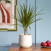 Dracaena Marginata & Pot