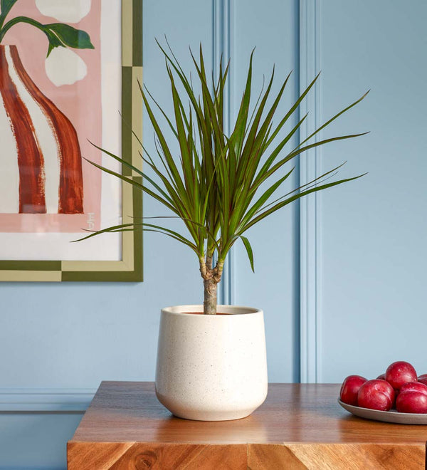 Dracaena Marginata & Pot