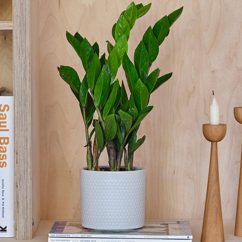 ZZ Plant & Pot