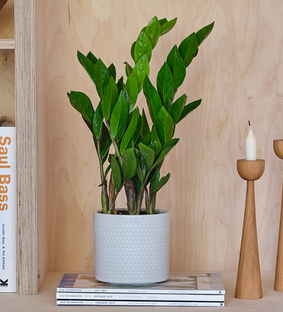 ZZ Plant & Pot