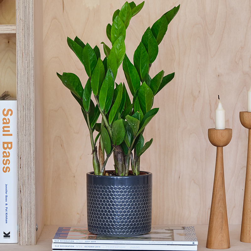 ZZ Plant & Pot