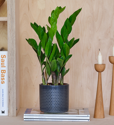 ZZ Plant & Pot