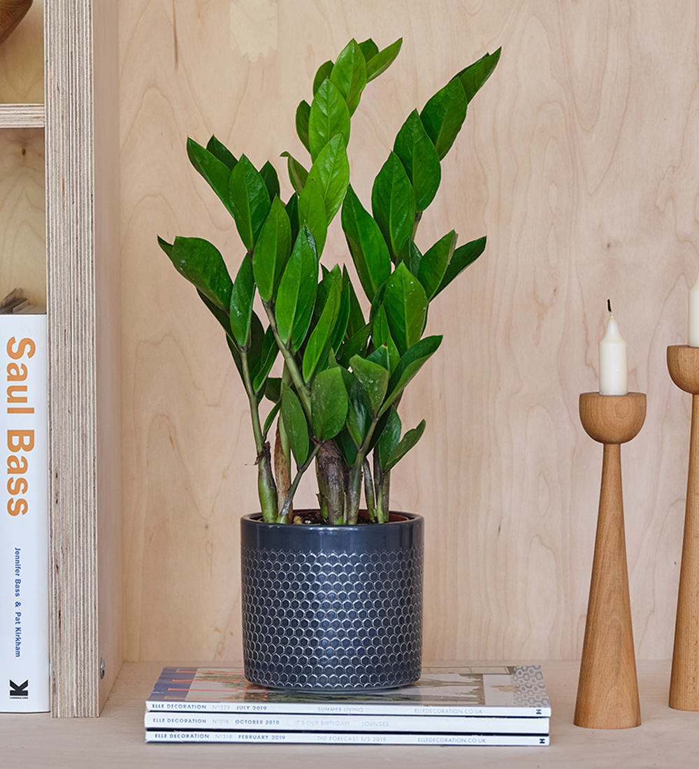 ZZ Plant & Pot