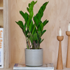 ZZ Plant & Pot
