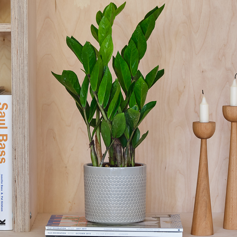 ZZ Plant & Pot