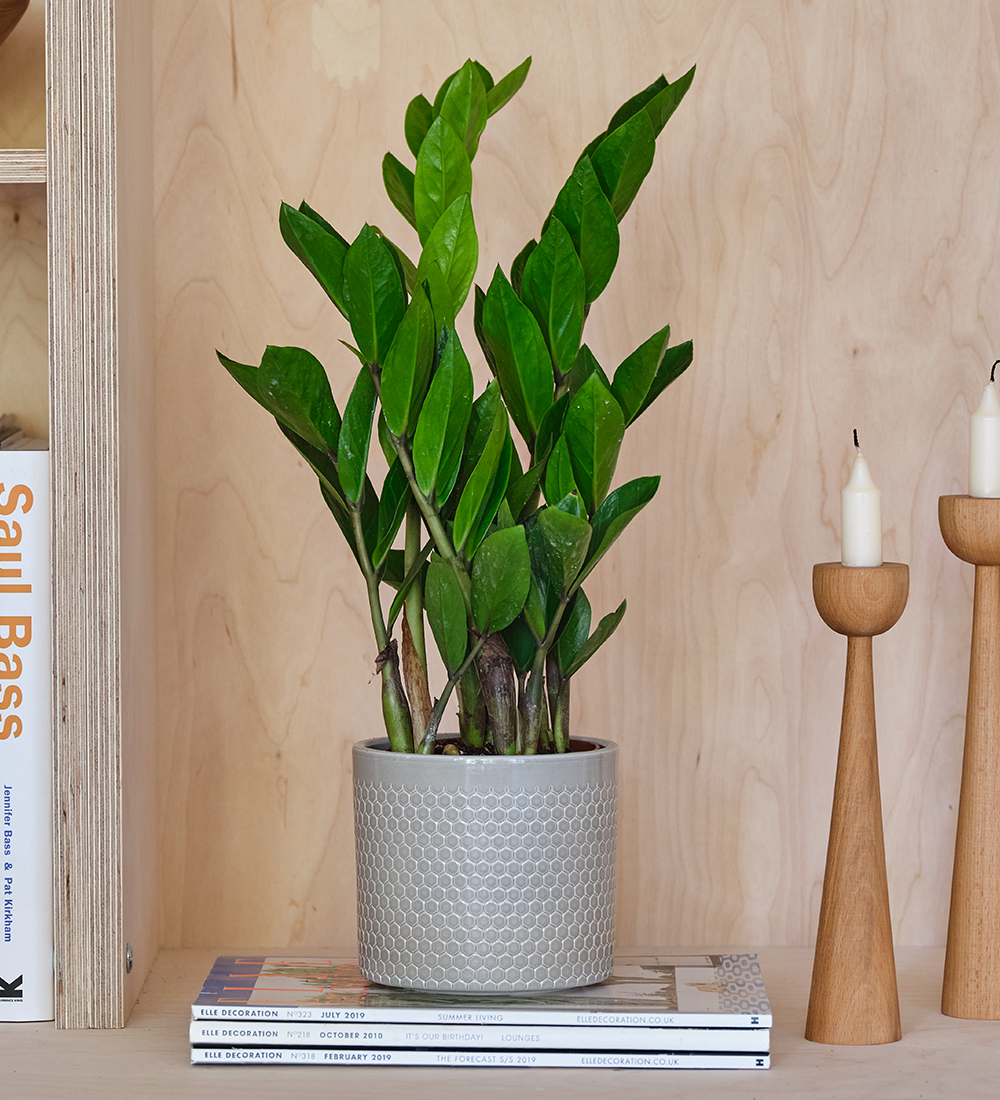 ZZ Plant & Pot