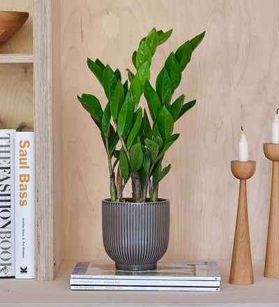 ZZ Plant & Pot