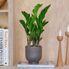 ZZ Plant & Pot