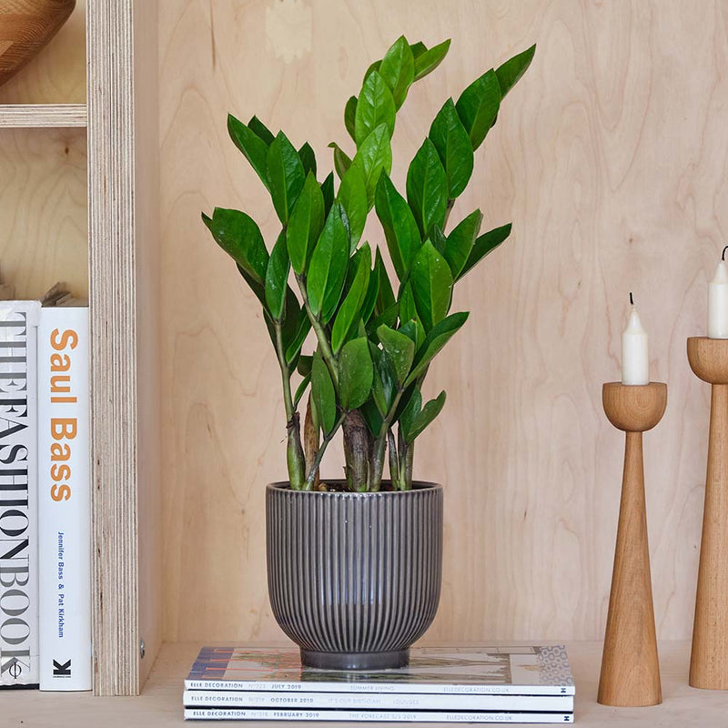 ZZ Plant & Pot