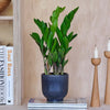 ZZ Plant