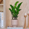 ZZ Plant & Pot
