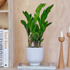ZZ Plant & Pot