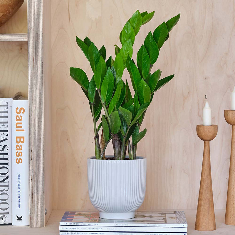 ZZ Plant & Pot