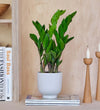 ZZ Plant & Pot