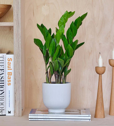 ZZ Plant & Pot