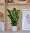 ZZ Plant & Pot