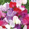 Zinc Floral Sweet Pea Planter
