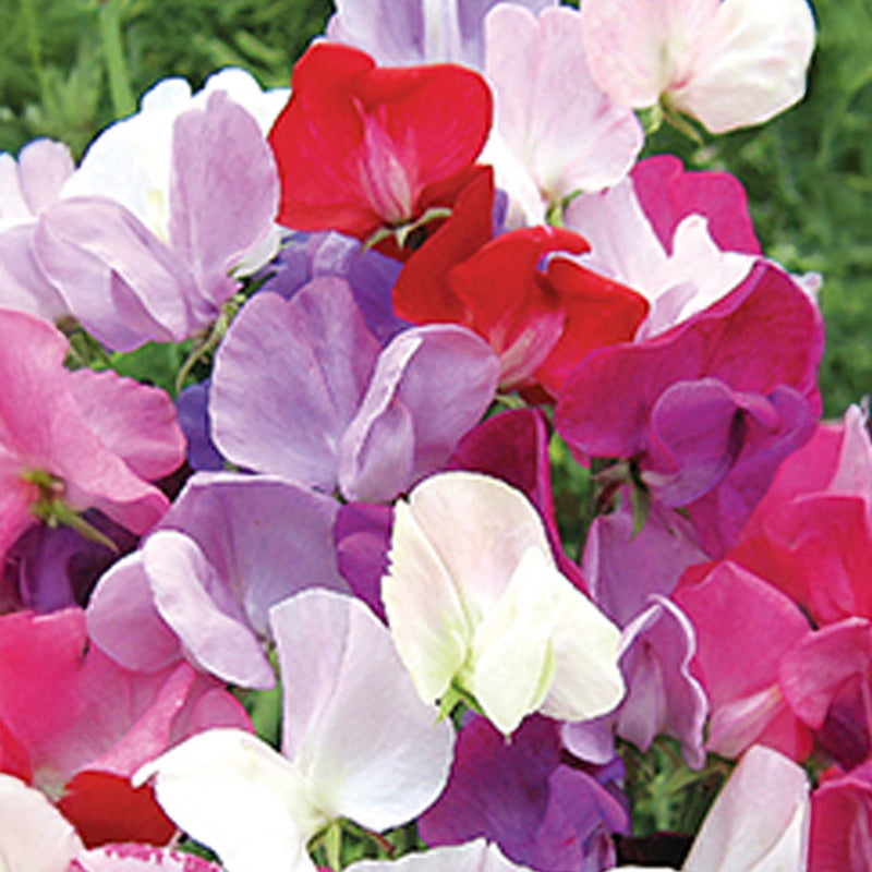 Zinc Floral Sweet Pea Planter