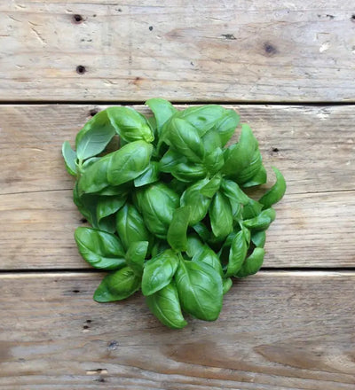Piccolo Basil Genovese Seeds