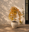 Acer cascade gold