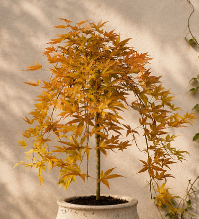 Acer cascade gold