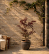 Acer garnet
