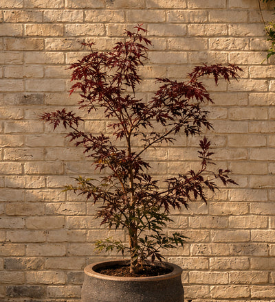 Acer garnet