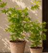 Acer Going Green