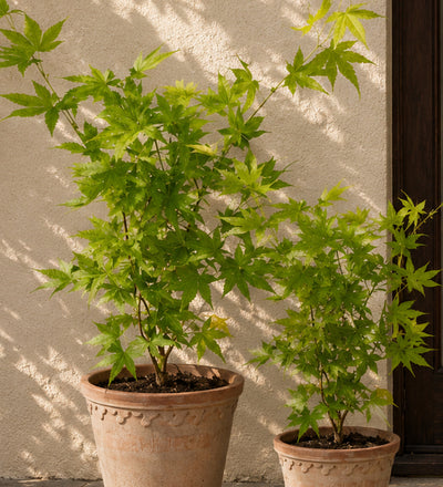 Acer Going Green