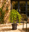 Acer Ryusen