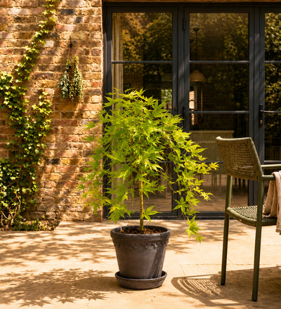 Acer Ryusen