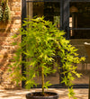 Acer Ryusen
