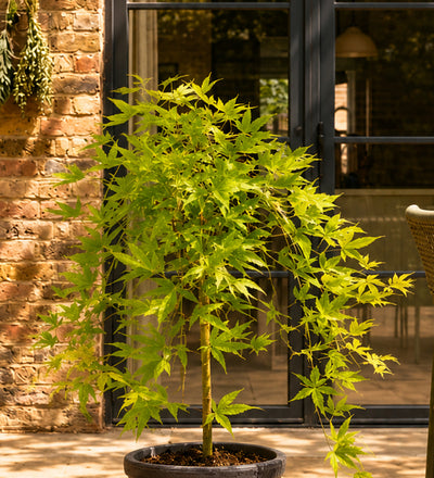 Acer Ryusen