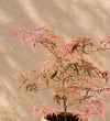 Acer Shirazz